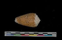 藏品(芝麻芋螺)的圖片